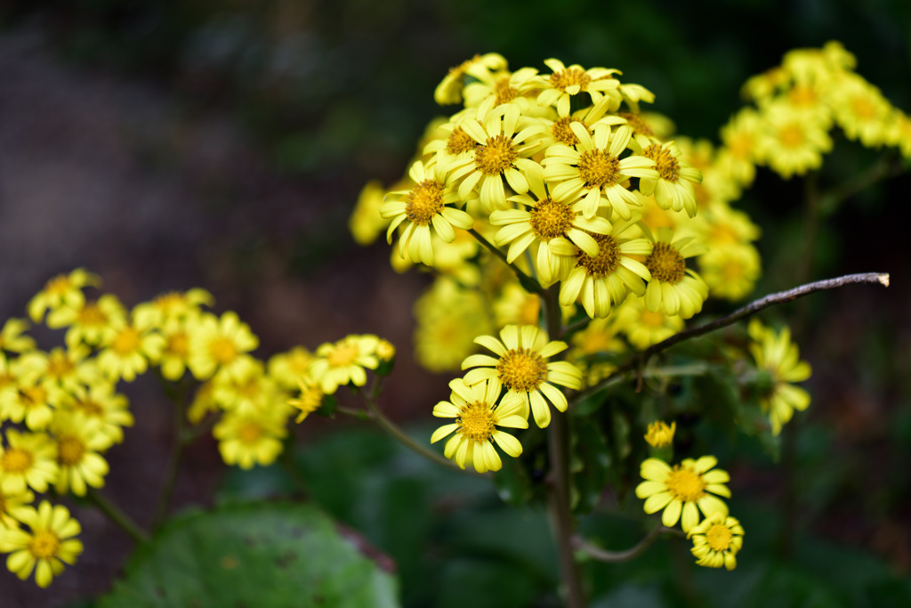 石蕗の花