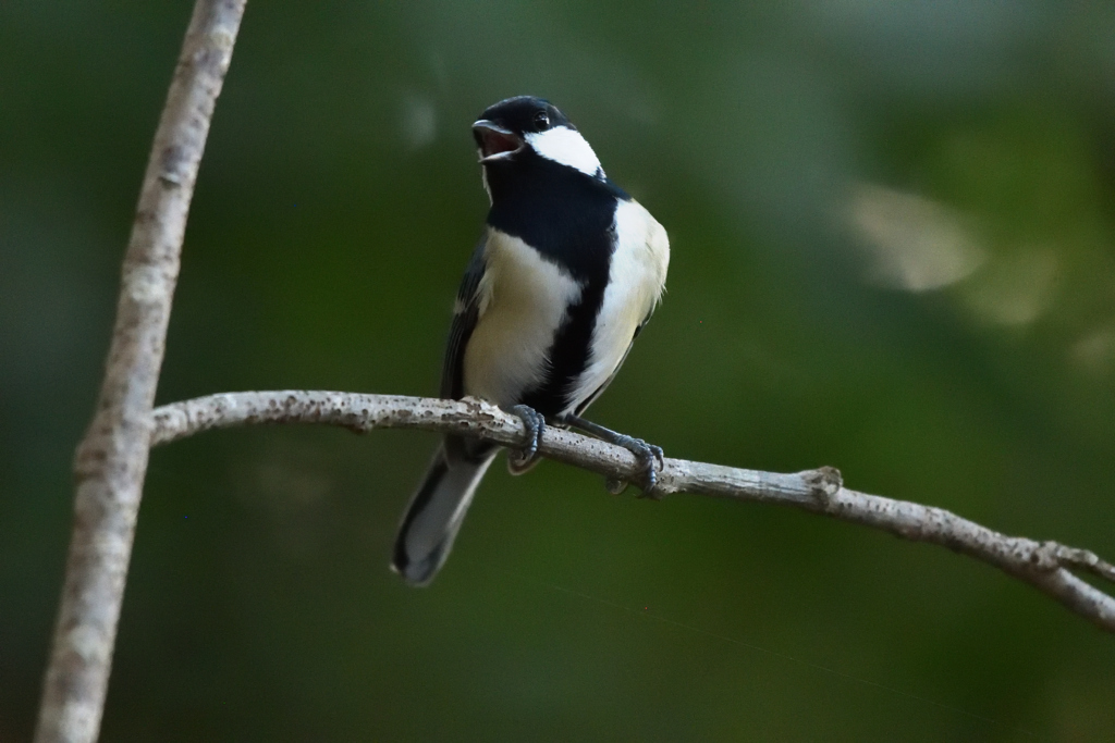 唄に夢中の鳥
