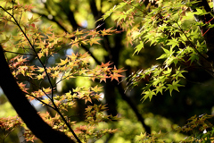 薄紅葉