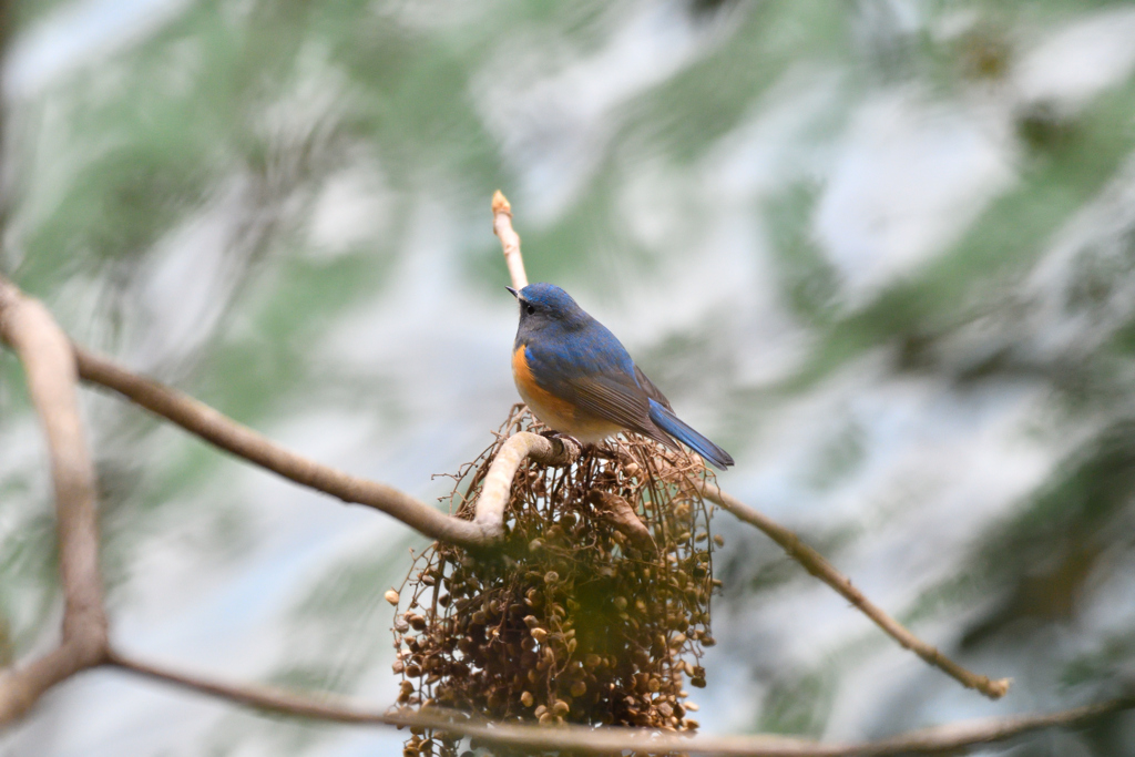青い鳥
