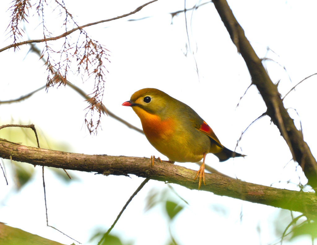 藪から相思鳥