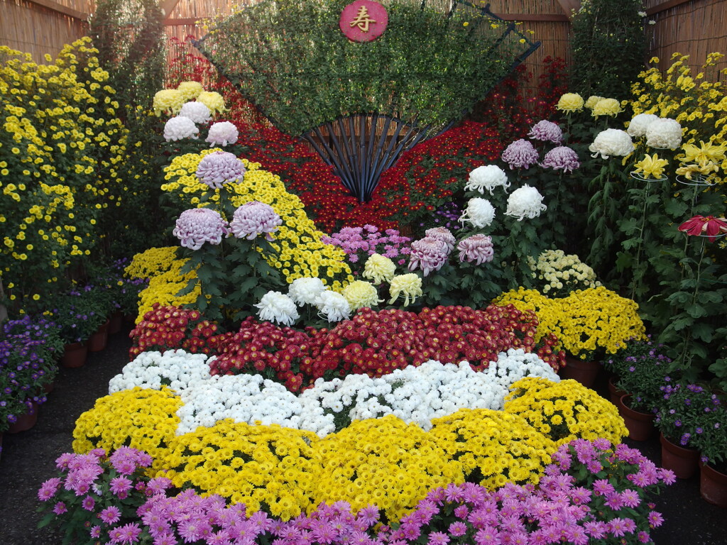 菊花展