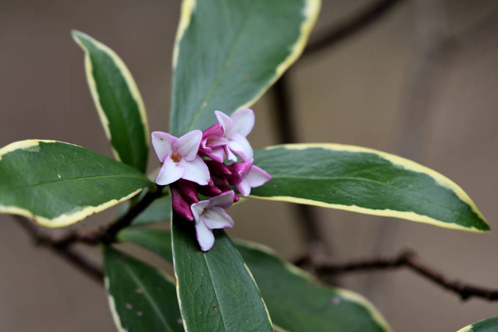 沈丁花