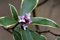 沈丁花