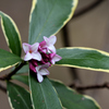 沈丁花