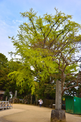 色づく銀杏