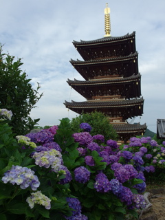 紫陽花と五重塔