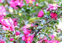 山茶花に目白