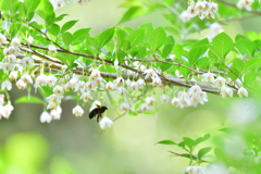 エゴノキの花