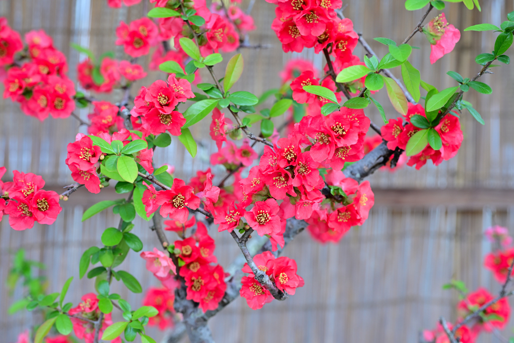 ボケの花