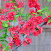 ボケの花