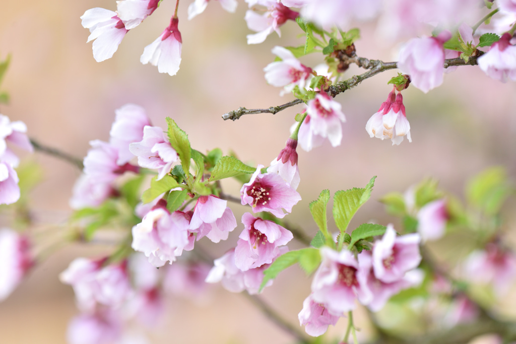  雲竜富士桜