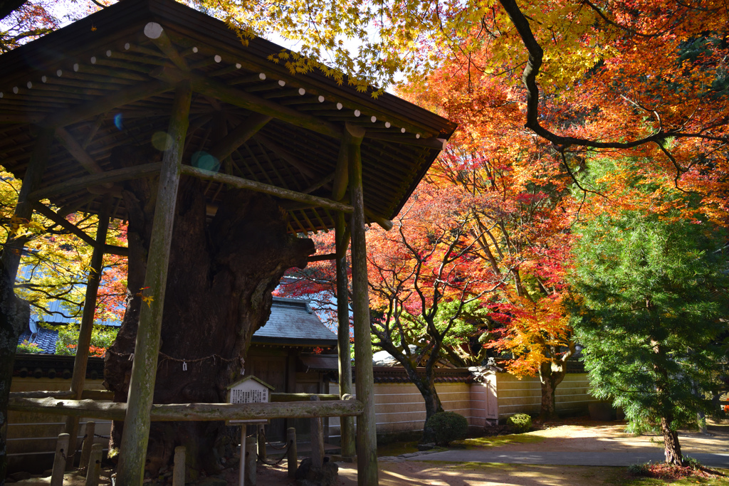根香寺の紅葉