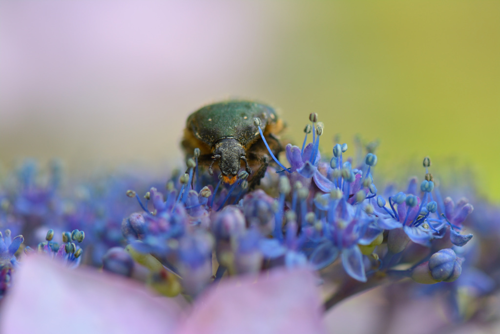 紫陽花にハナムグリ
