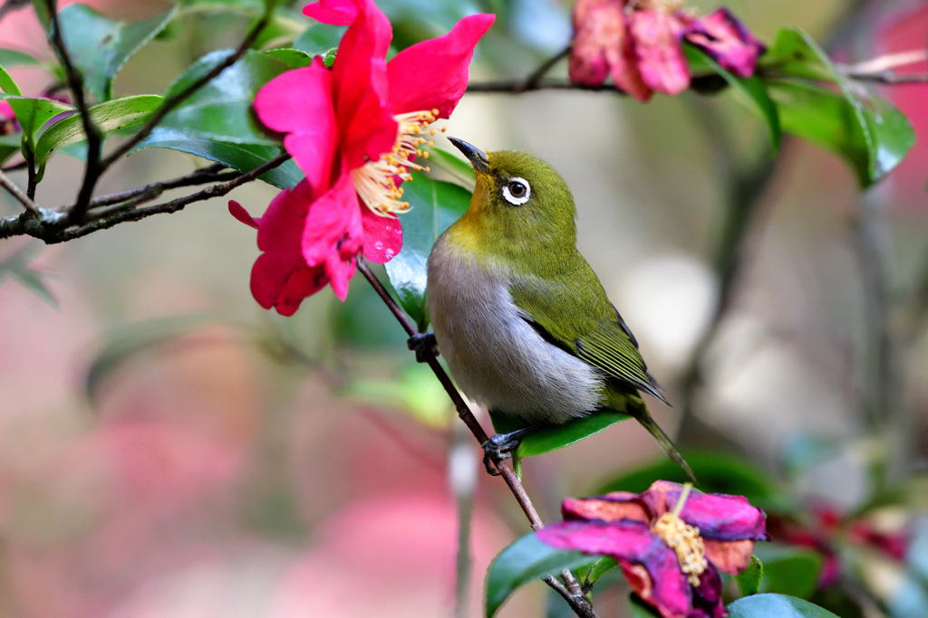 山茶花に目白