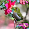 山茶花に目白