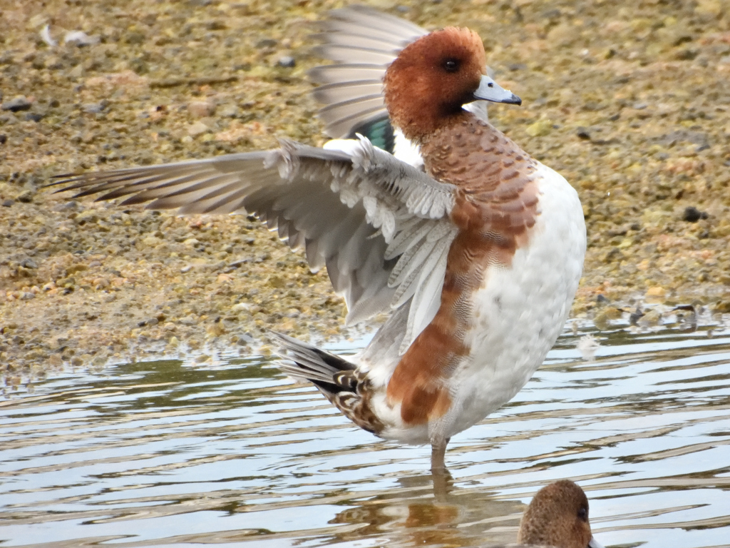 緋鳥鴨