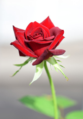 深紅の薔薇