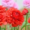 花金鳳花