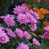 菊（３）