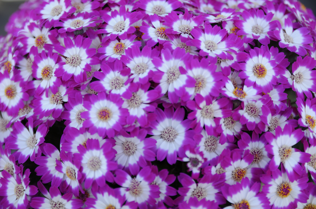 一面の花