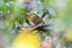 相思鳥