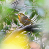 相思鳥