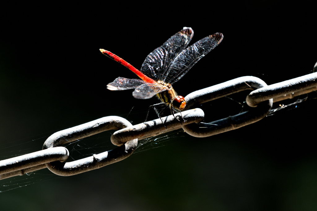 リスアカネ ♂