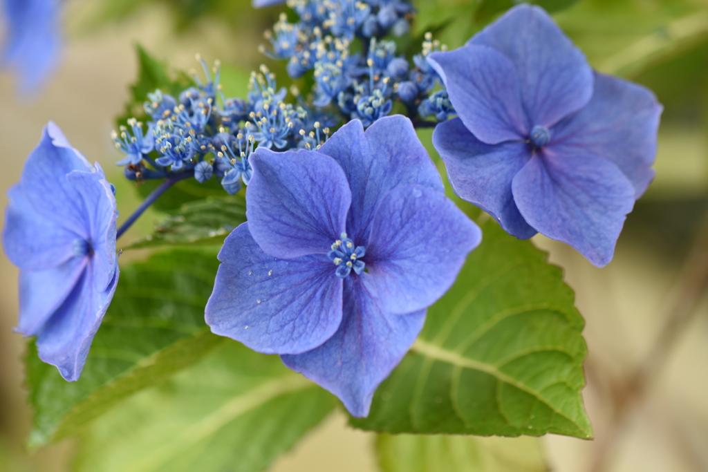 紫陽花