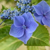 紫陽花