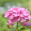紫陽花 ③