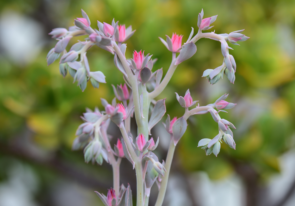 エケベリアの花