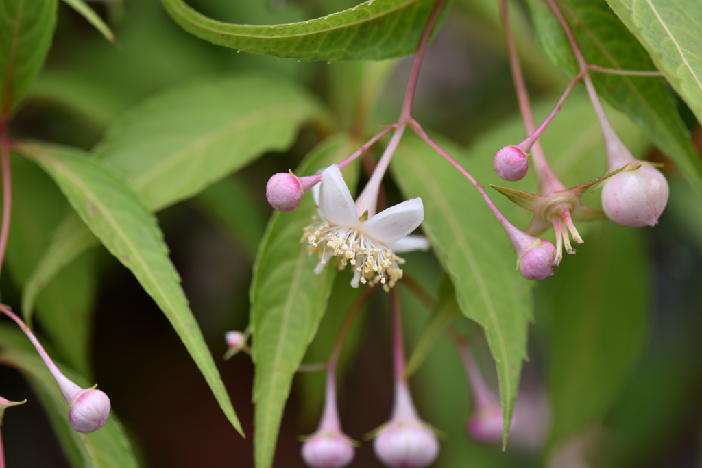 梅花甘茶