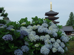寺の紫陽花