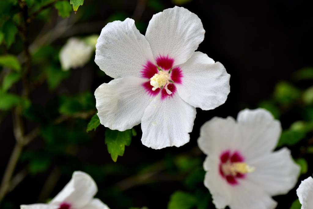 木槿の花