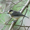 ヤマガラ（幼鳥）