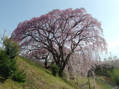 紅枝垂桜