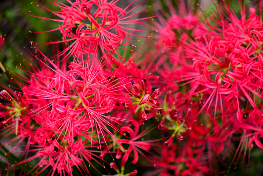 曼殊沙華