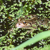 池のカエル
