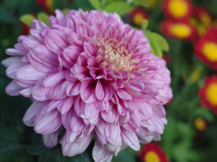 菊の花
