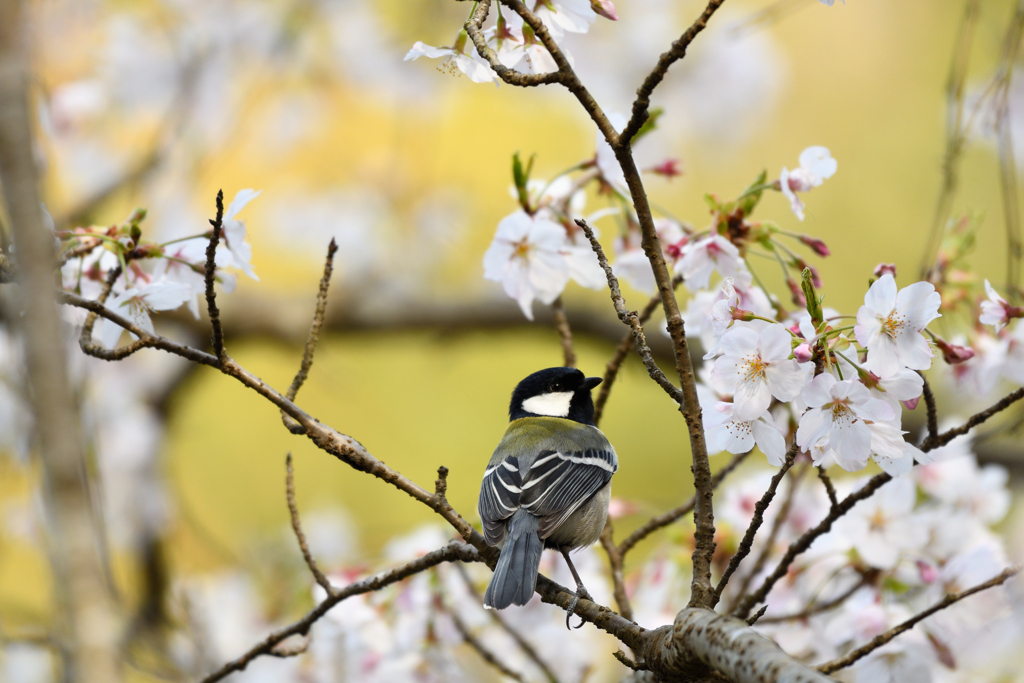 桜と四十雀