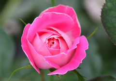 薔薇