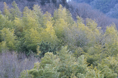 冬枯れに竹