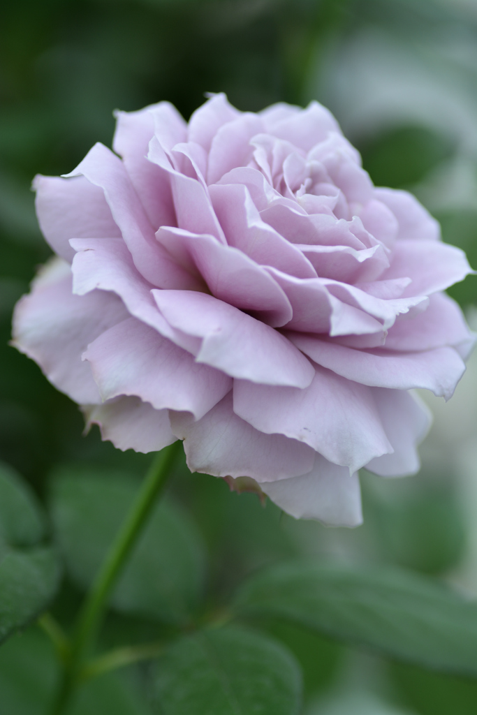 薔薇 ノヴァーリス