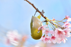 寒桜で吸蜜する目白