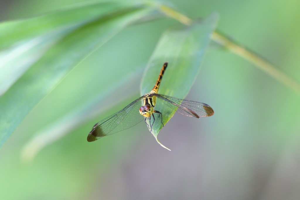 マユタテアカネ ♀