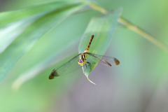 マユタテアカネ ♀