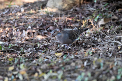 採餌中のキジバト