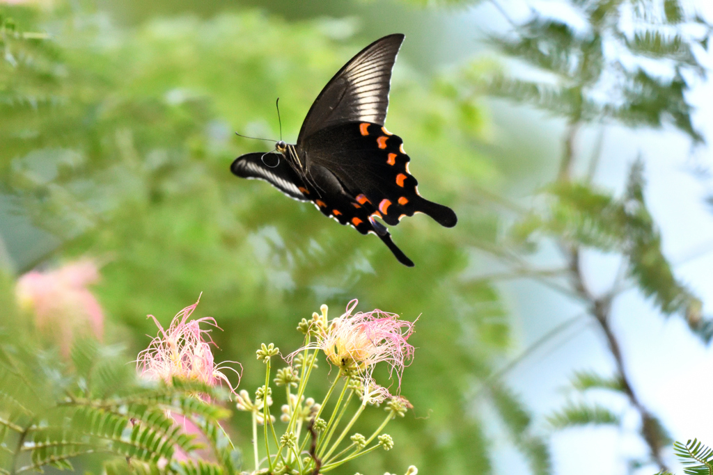 合歓の花に黒揚羽