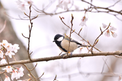 桜の木に四十雀